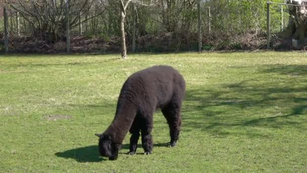 Close View Alpaca Grazing Green Grass — стоковое видео