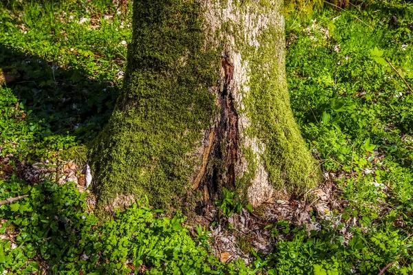 Stump Very Old Tree Overgrown Moss — Zdjęcie stockowe