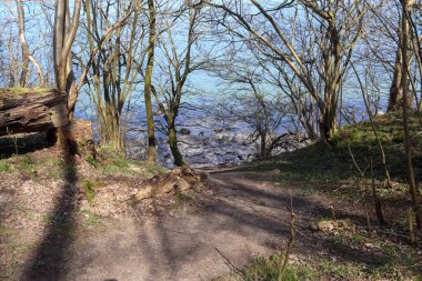 Kozalaklı bir ormanda, bataklıkta bir su kütlesi olan bir açıklık.