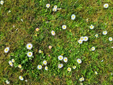 Çiçekli bir yaz arka planında beyaz bir papatya. Leucanthemum vulgare. Çiçekli papatya ve bahçe konsepti güzel bir doğa sahnesinde çiçek açan papatyalarla..