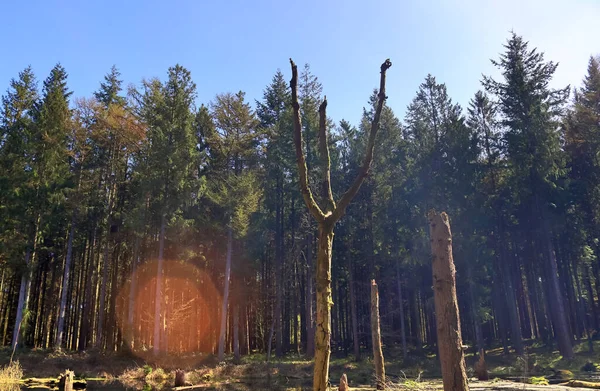 Ένα Ξέφωτο Ένα Κωνοφόρο Δάσος Ένα Σώμα Νερού Στο Βάλτο — Φωτογραφία Αρχείου