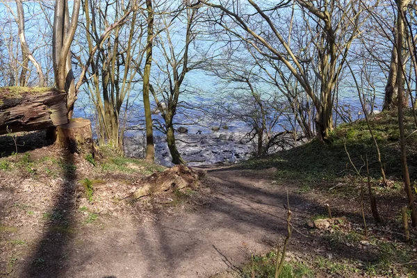 Kozalaklı bir ormanda, bataklıkta bir su kütlesi olan bir açıklık.