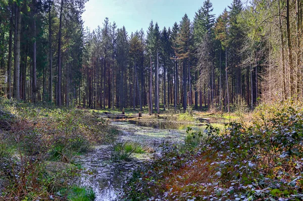 Polana Lesie Iglastym Akwenem Wodnym Bagnach — Zdjęcie stockowe
