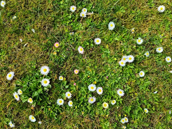 Biały Ogród Stokrotka Kwiatowym Letnim Tle Leucanthemum Vulgare Koncepcja Kwitnienia — Zdjęcie stockowe