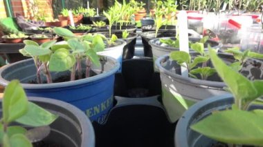 Gün batımında küçük tohumlu çok sayıda çömlekte zaman kaybı..