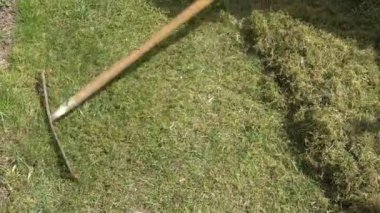 Bahçıvan çimenleri ve yosunları eski bir tırmıkla temizler - bahçe konsepti.