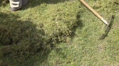 Bahçıvan çimenleri ve yosunları eski bir tırmıkla temizler - bahçe konsepti.