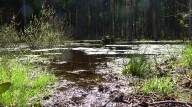 Camera panning over marshy clearing with standing water in coniferous forest with lots of lens flares.