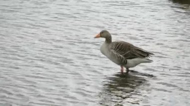 Bir sürü güzel Avrupalı kaz kuşu gölde kendini temizliyor.