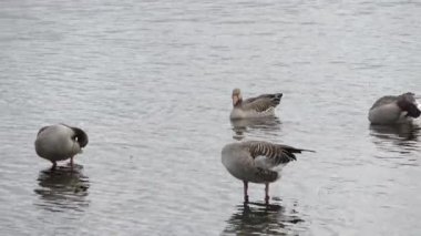 Bir sürü güzel Avrupalı kaz kuşu gölde kendini temizliyor.