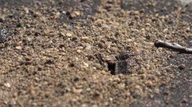 Asfalt yoldaki bir çatlakta birden fazla karıncanın görüntüsünü kapat.