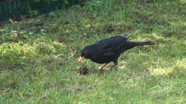 Close up of black blackbird looking around for food on a grass area.