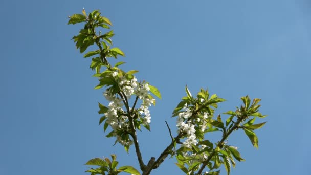 Blooming Cheery Tree Branch Moving Slowly Wind Blue Sky — Wideo stockowe