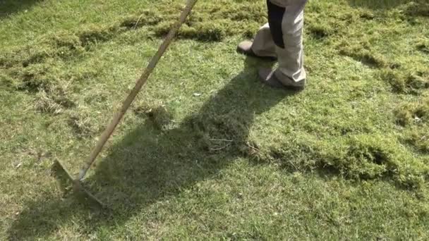 Gardener Rakes Grass Moss Old Rake Lawn Garden Concept — Vídeo de stock