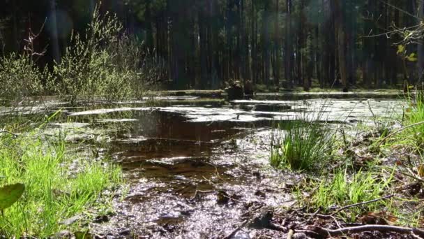 Kamera Pánev Nad Bažinatou Mýtinou Stojatou Vodou Jehličnatém Lese Spoustou — Stock video