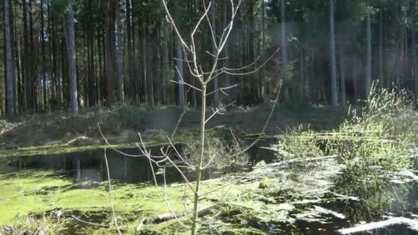 Câmera Cobrindo Clareira Pantanosa Com Água Parada Floresta Coníferas Com — Vídeo de Stock
