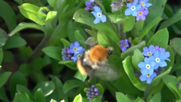 Eine Hummel Checkt Die Blüten Von Vergissmeinnicht Einzeln — Stockvideo