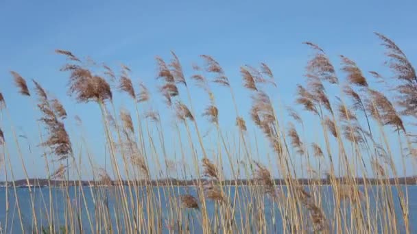 View Reed Moving Slowly Wind Front Baltic Sea Beach — Vídeo de stock