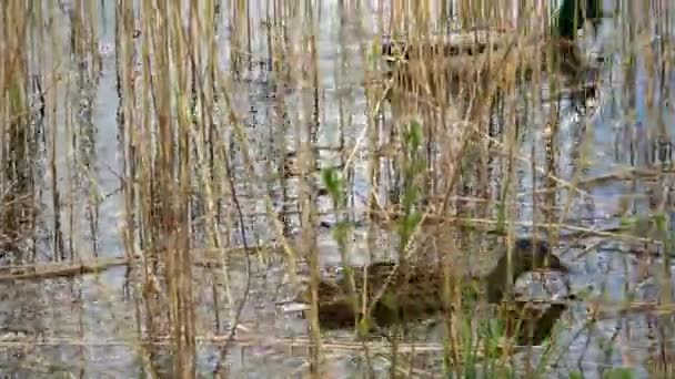 一对鸭子在芦苇茎后面的岸上游过 — 图库视频影像