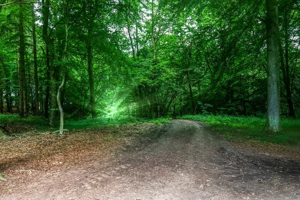 Vue Mystérieuse Dans Magique Effrayant Avecfaisceaux Lumière — Photo