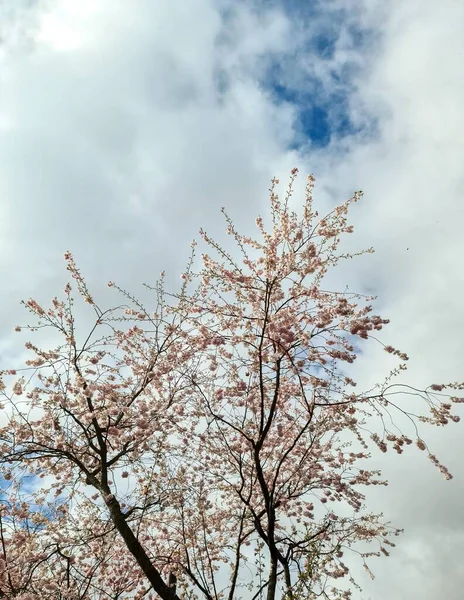 Güzel Kiraz Elma Ağaçları Rengarenk Çiçeklerle Bahar Zamanı Çiçek Açarlar — Stok fotoğraf