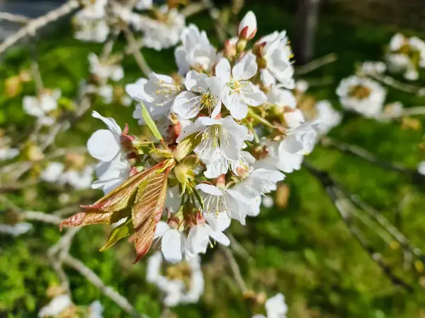 Красивая Вишня Яблони Цвету Весной Красочными Цветами — стоковое фото