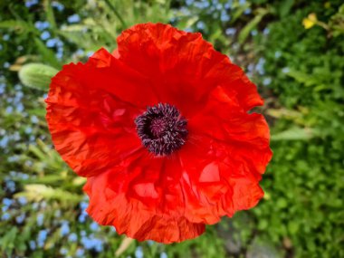 Güzel kırmızı gelincik çiçeği yeşil bir bahçede bulundu.