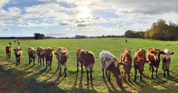 Panorama Uma Paisagem Rural Norte Europa Com Vacas Grama Verde — Fotografia de Stock