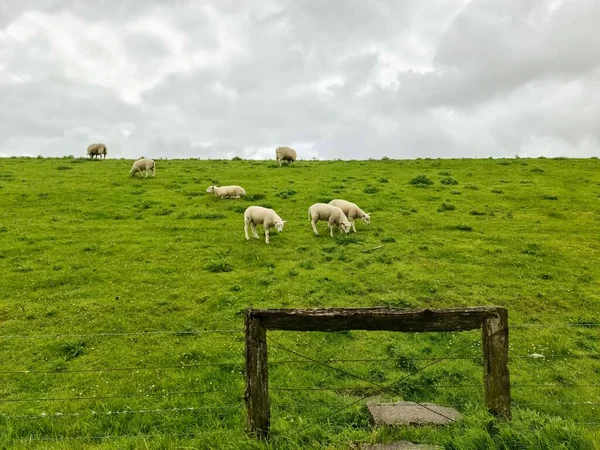 Husum附近北海的一个绿色堤坝上放羊 — 图库照片
