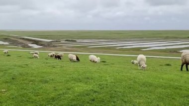 Husum yakınlarındaki Kuzey Denizi 'nde yeşil bir hendekte koyun..