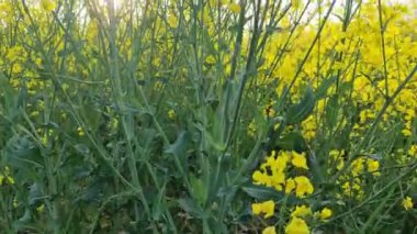 Çiçekli bir kolza tohumu tarlasında bulutlu mavi bir gökyüzüne doğru sürüyorum..