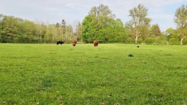 Bruine Koeien Grazen Groene Weide Tegen Een Bosachtergrond — Stockvideo