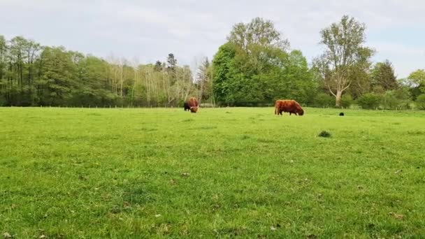在森林背景下的绿地上吃草的黄牛 — 图库视频影像