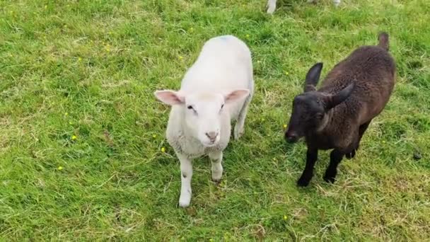 几头黑白相间的小羊羔在绿草上觅食 — 图库视频影像