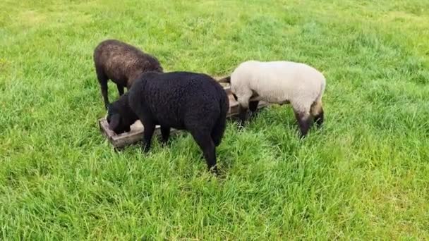 Varios Corderos Pequeños Blanco Negro Alimentándose Hierba Verde — Vídeo de stock