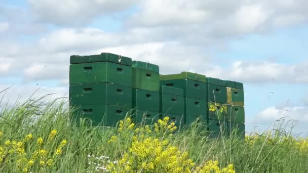 Veel Bijen Vliegen Bijenboxen Een Oliezaadveld — Stockvideo