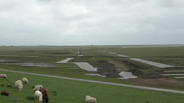 Schapen Een Groene Dijk Aan Noordzee Bij Husum — Stockvideo