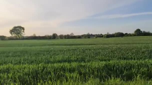 Vista Lateral Campo Agrícola Enquanto Dirige Lado Dele Pôr Sol — Vídeo de Stock