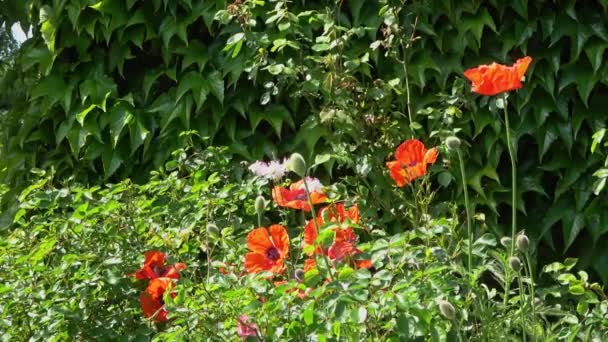 Hermosas Flores Amapola Roja Que Encuentran Jardín Verde Día Soleado — Vídeos de Stock