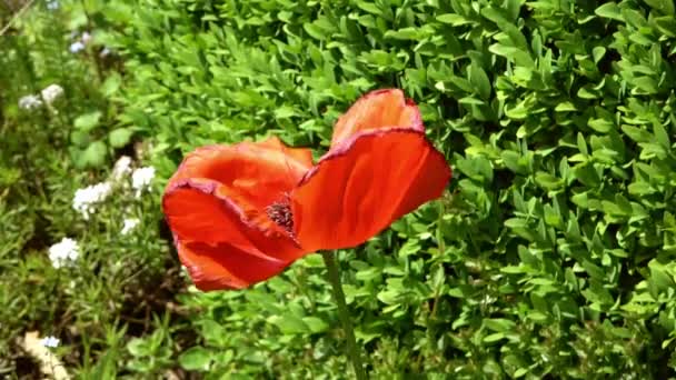 Schöne Rote Mohnblumen Einem Grünen Garten Einem Sonnigen Tag Gefunden — Stockvideo