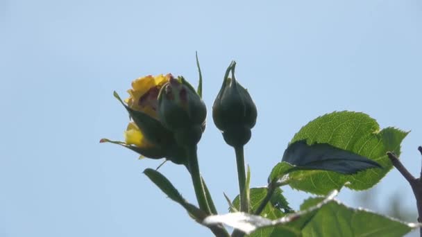 在阳光灿烂的日子里 在一个绿色的花园里发现了美丽的红色罂粟花 — 图库视频影像