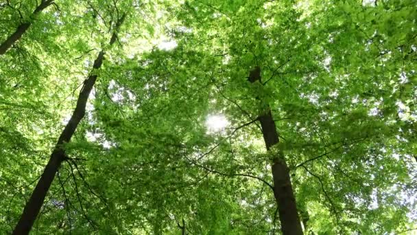 Hermosa Vista Denso Bosque Verde Con Luz Solar Brillante Que — Vídeo de stock