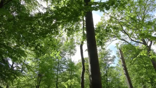 Hermosa Vista Denso Bosque Verde Con Luz Solar Brillante Que — Vídeos de Stock