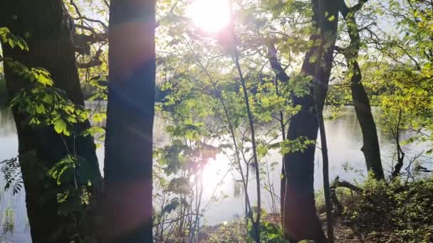 Caminar Largo Hermosos Paisajes Forestales Lago Con Una Superficie Agua — Vídeos de Stock