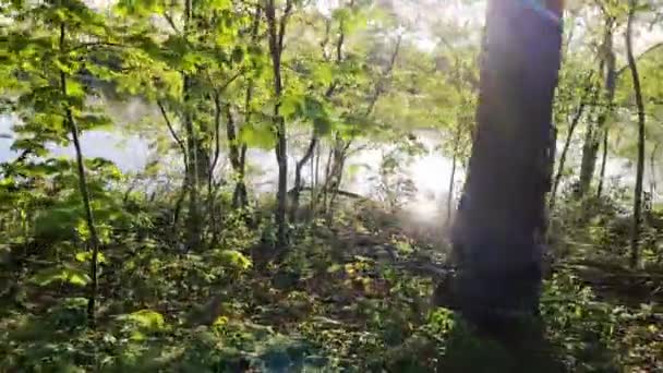 Caminar Largo Hermosos Paisajes Forestales Lago Con Una Superficie Agua — Vídeos de Stock