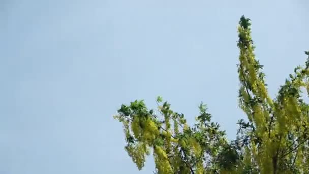 여름날 황금빛 비나무 카시아 스툴라 이강렬 바람에 흔들리는 — 비디오