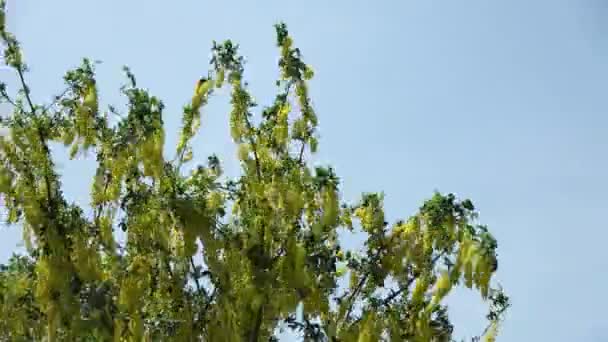 Altın Yağmur Ağacının Cassia Fistula Sarı Çiçeği Güneşli Bir Yaz — Stok video
