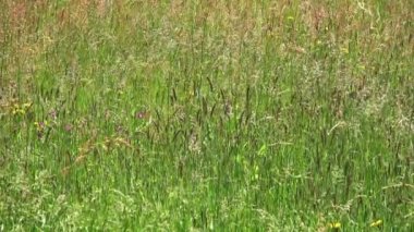 İlkbaharda çiçekli vahşi bir çayırın uzun otları manzarası.
