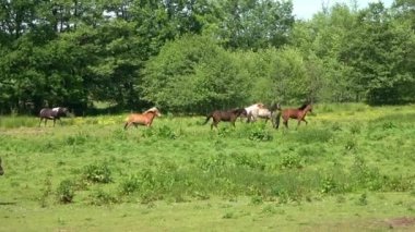 Baharda yeşil bir çayırda otlayan atların güzel manzarası