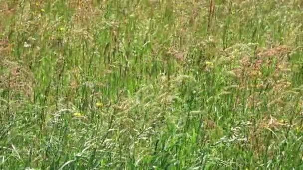 Utsikt Över Högt Gräs Vild Äng Med Blommor Våren — Stockvideo